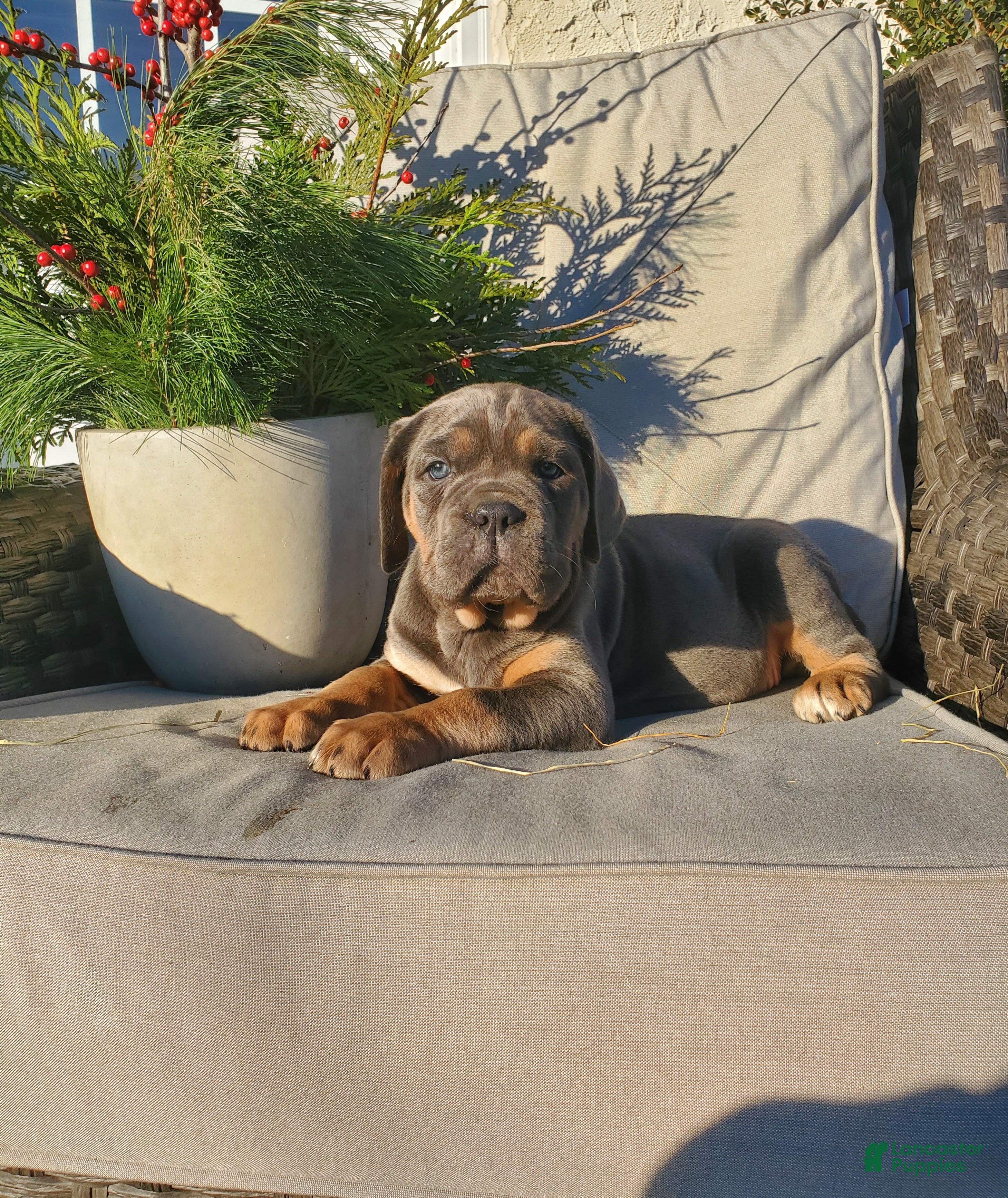 Cane Corso dogs Skye - Ad 11