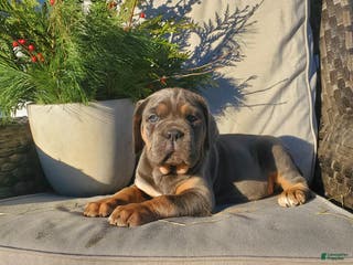 Cane Corso dogs Skye - Ad 22