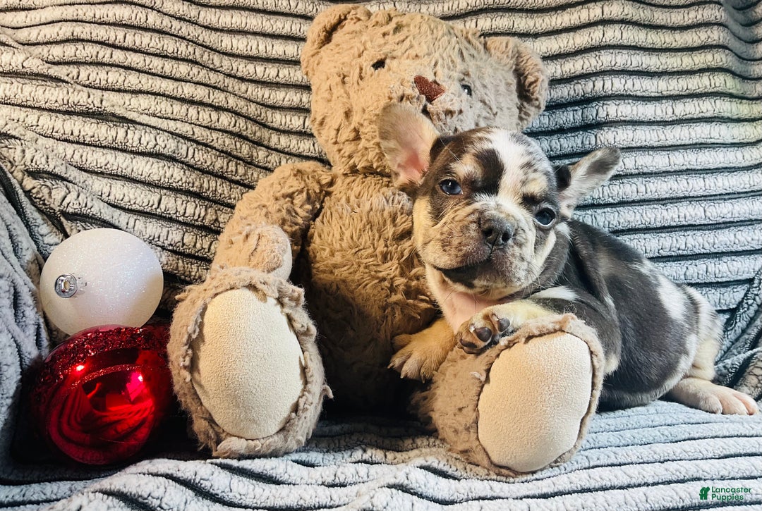French Bulldog dogs for sale: MILLIE  - Ad 12