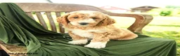Goldendoodle dogs for sale: Bridger - Ad 4