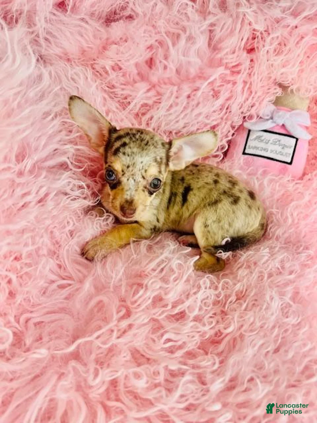 Chihuahua dogs for sale: Chihuahua Puppy 1 - Ad 2