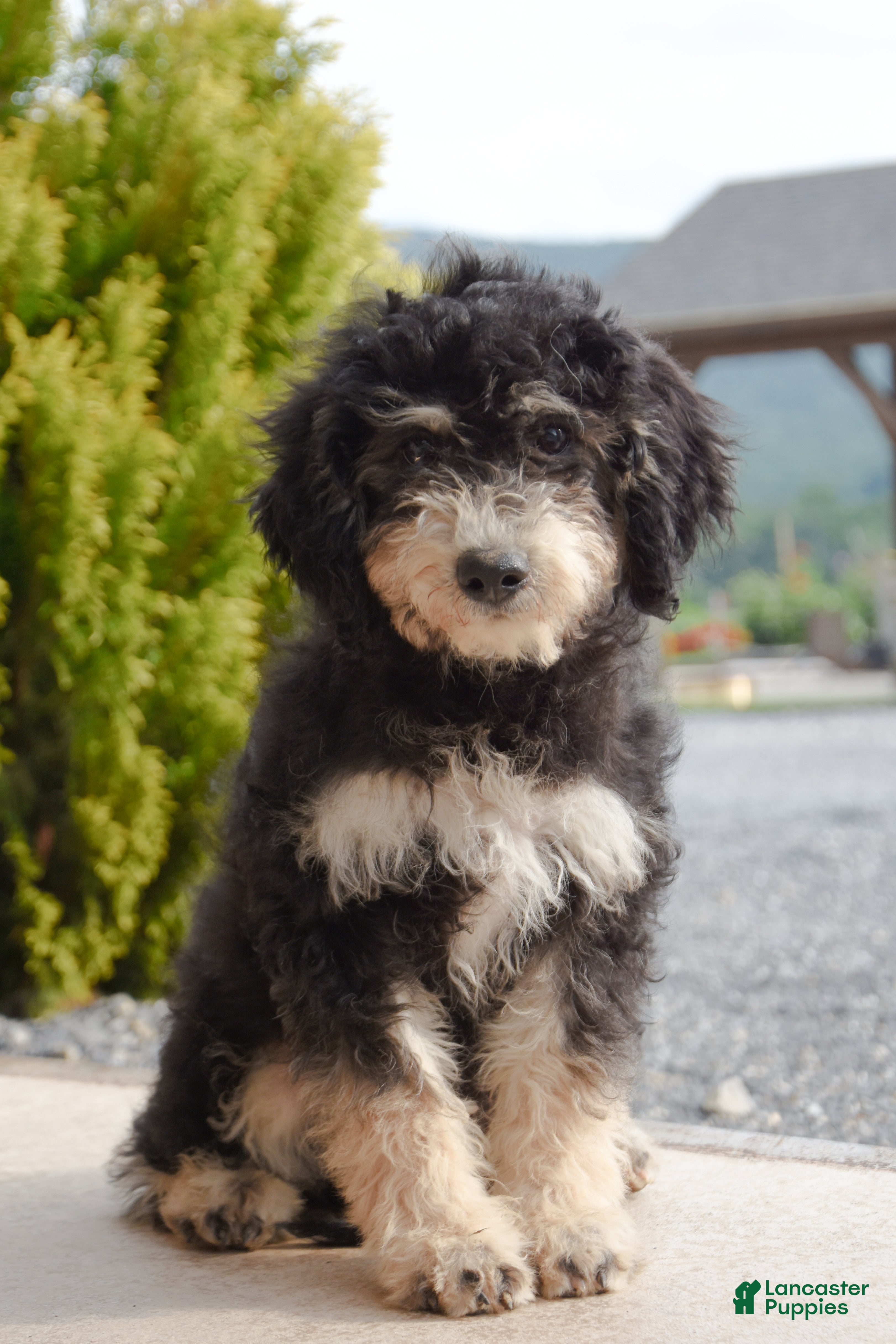 Mini Goldendoodle dogs Andy - Ad 2