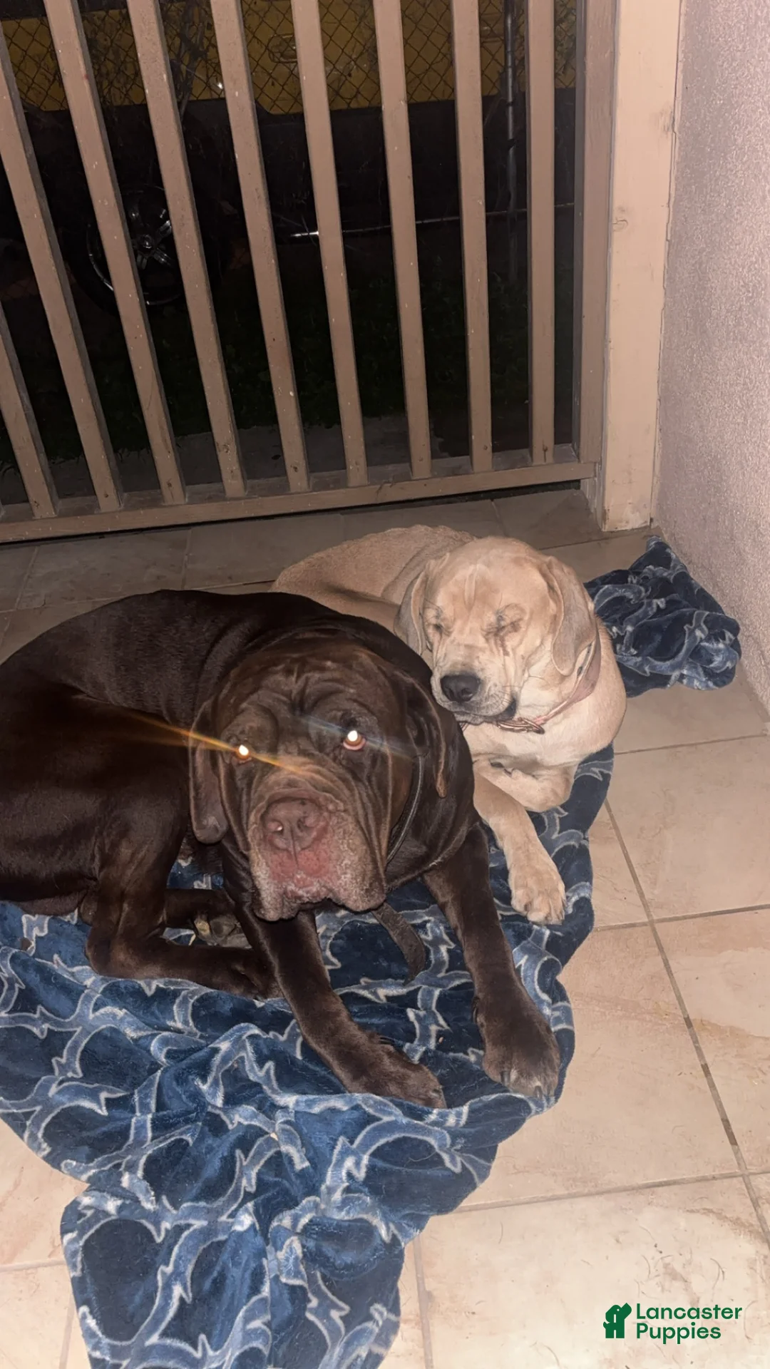 Cane Corso dogs for sale: Cane Corso 4 - Ad 2