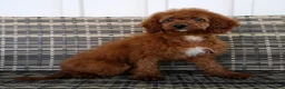 Cavapoo dogs for sale: Gloria - Ad 1