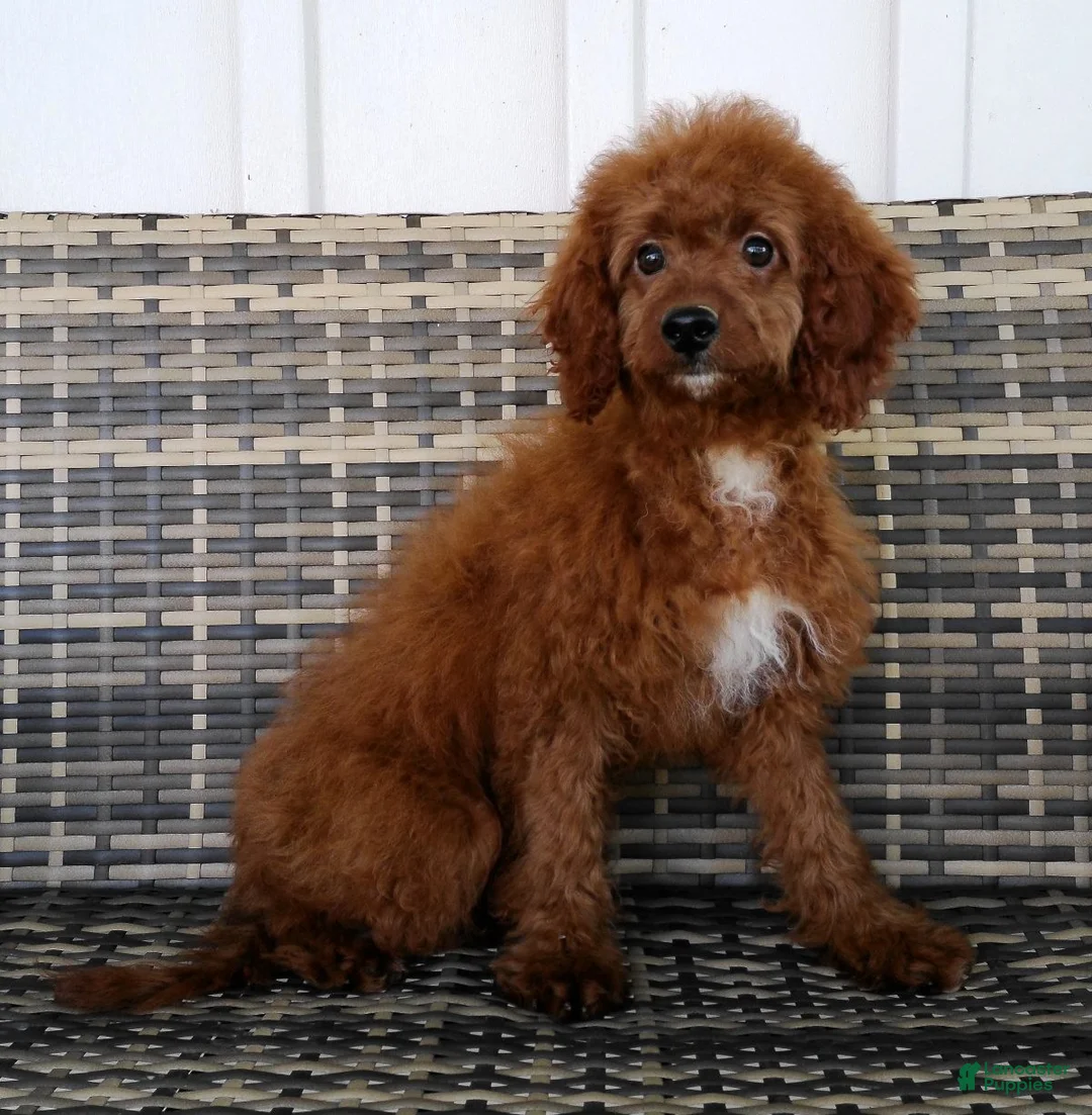Cavapoo dogs for sale: Gloria - Ad 1