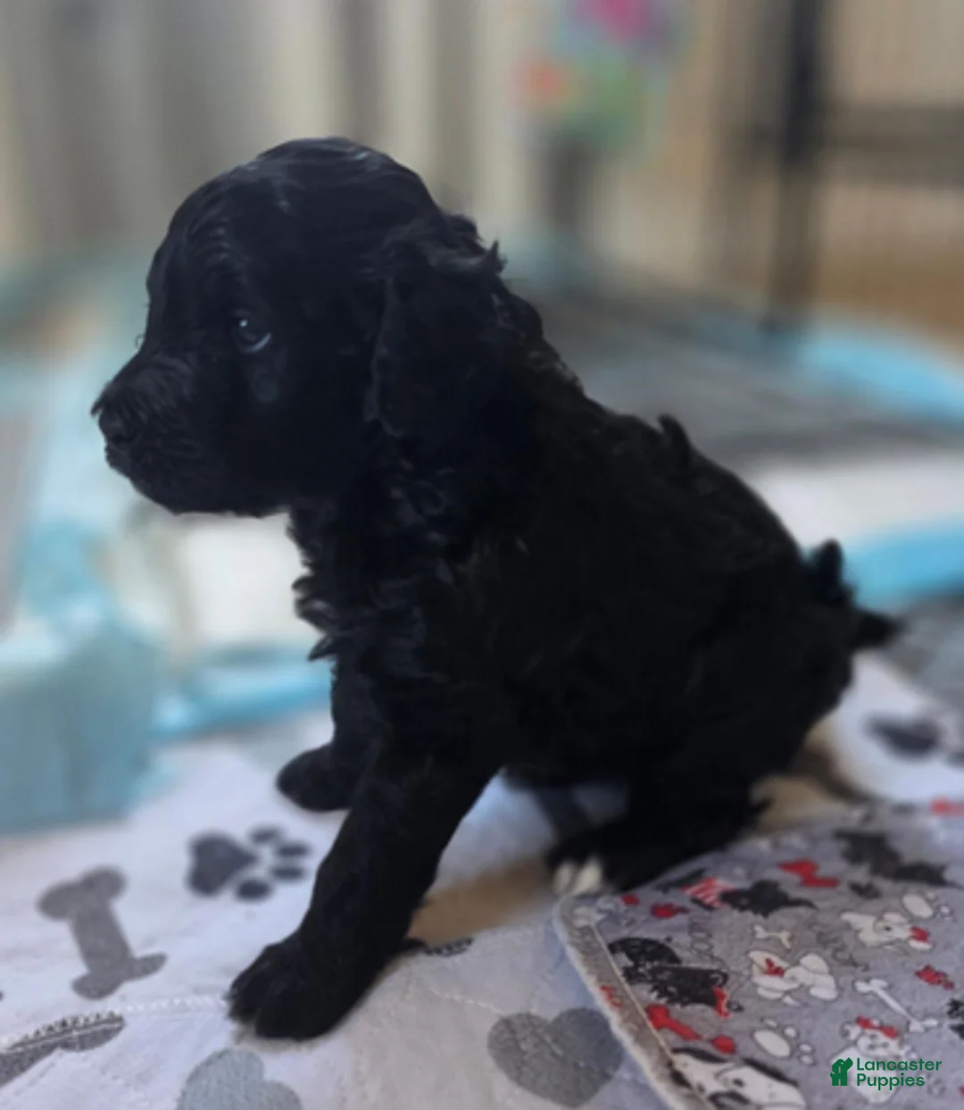 Bernedoodle dogs for sale: Prince - Ad 1