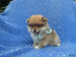 Pomeranian dogs Ronny - Ad 4