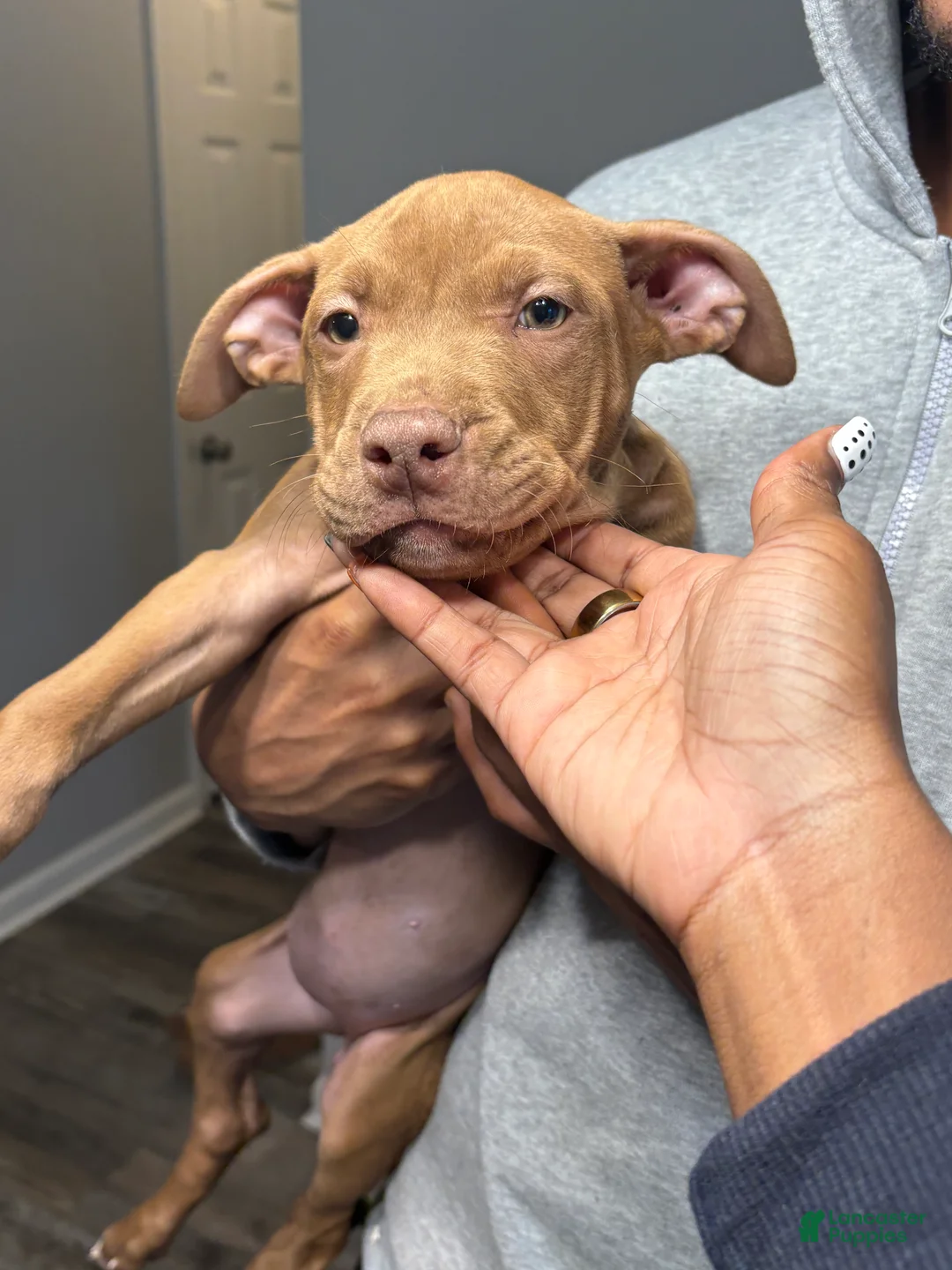 American Pit Bull Terrier dogs for sale: Hazel - Ad 2