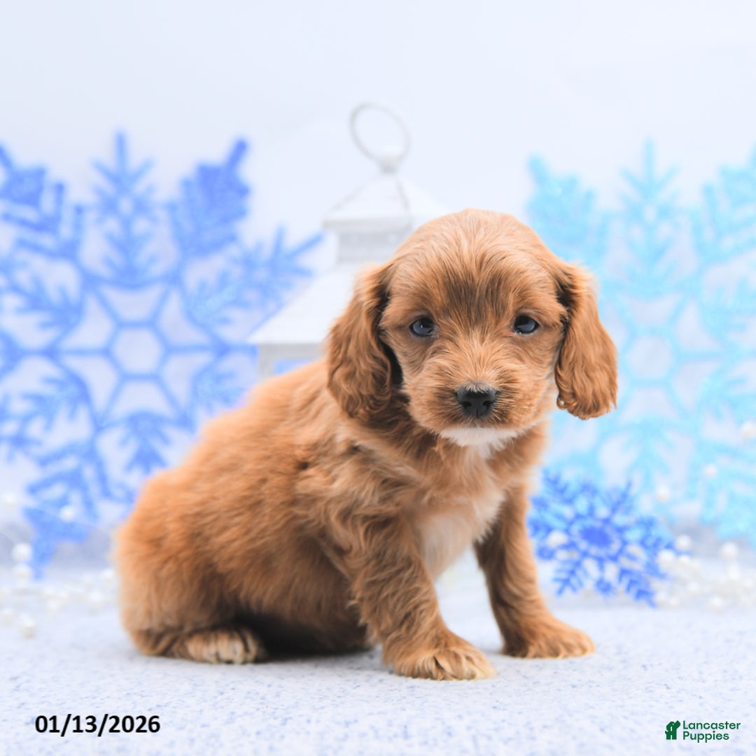 Cockapoo dogs for sale: Olivia - Ad 3