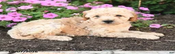 Mini Goldendoodle dogs for sale: Pluto - Ad 4