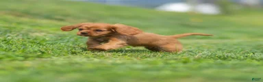 Olive Cavalier King Charles Spaniel 