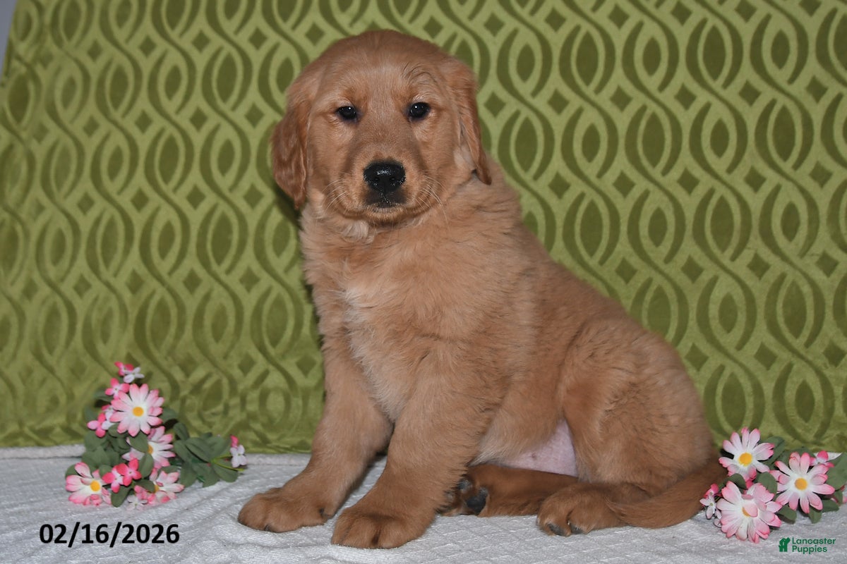 Golden Retriever dogs River - Ad 2