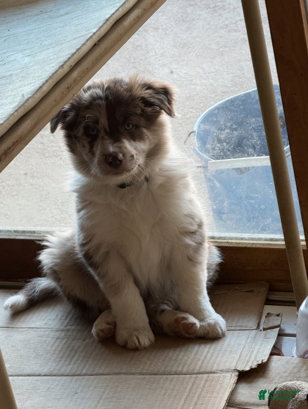 Border Collie dogs for sale: Border Collie Puppy 2 - Red Merle - Ad 4