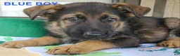 German Shepherd dogs for sale: Blue Boy - Ad 7