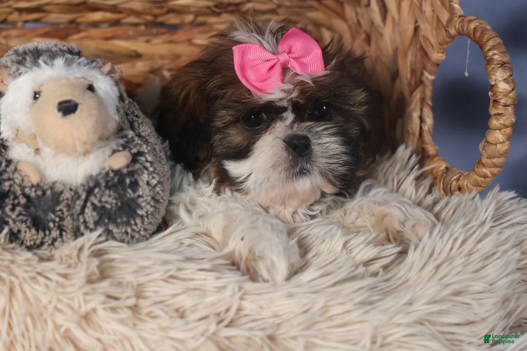 Shih Tzu dogs for sale: JENA - Ad 7