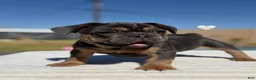 French Bulldog dogs for sale: Zeus French Bulldog  - Ad 2