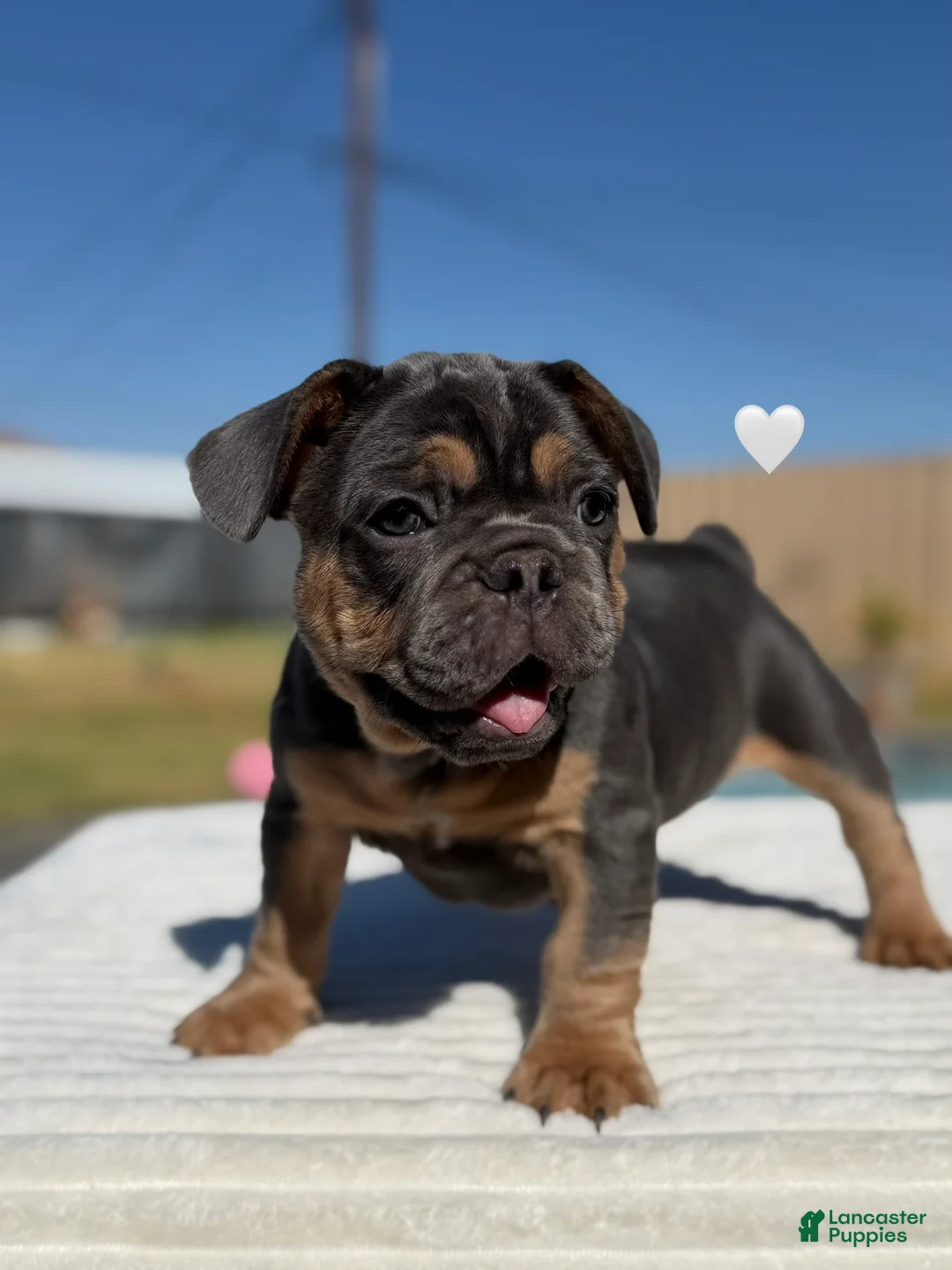 French Bulldog dogs for sale: Zeus French Bulldog  - Ad 2