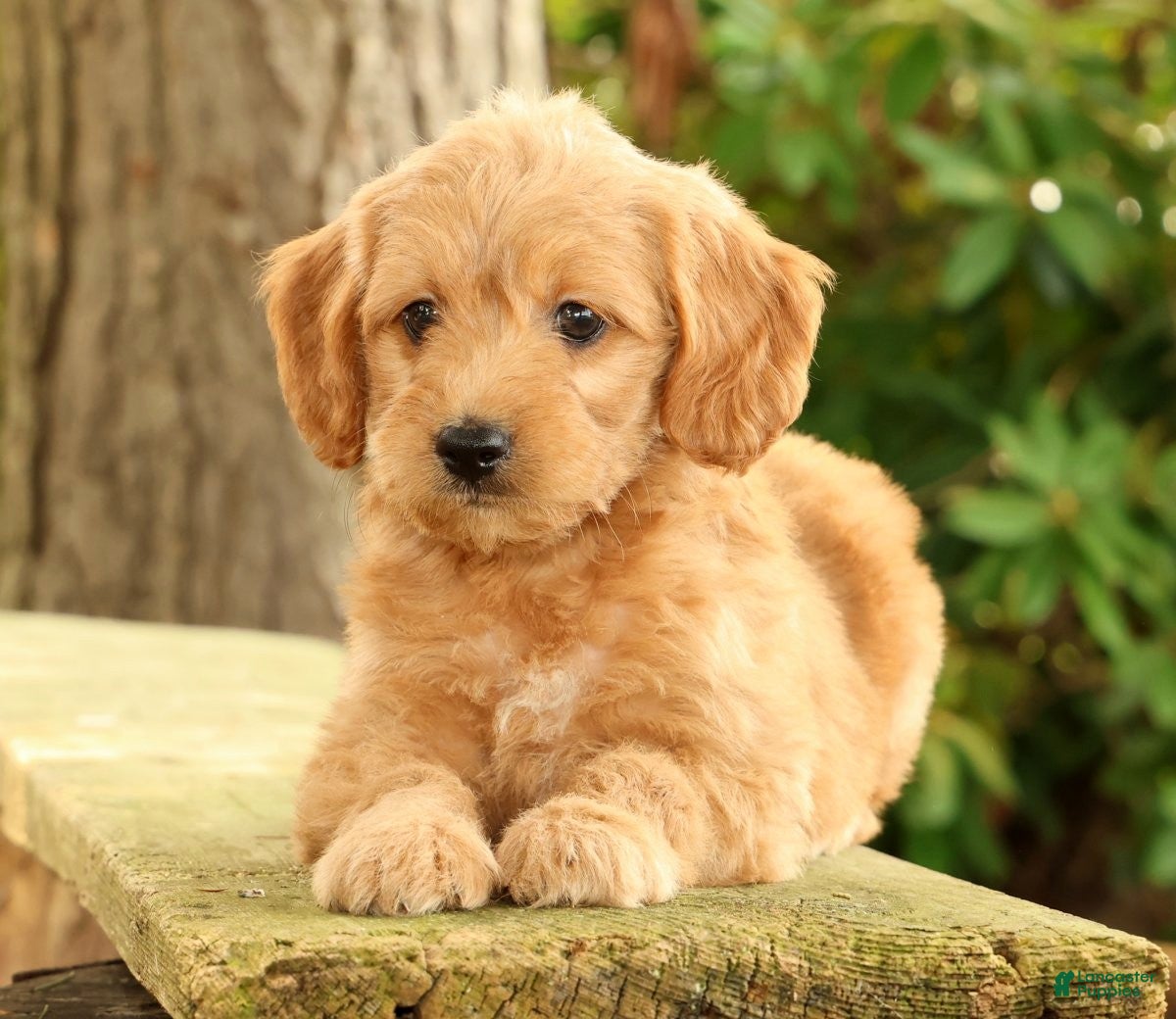 Mini Goldendoodle dogs Maizey - Ad 1