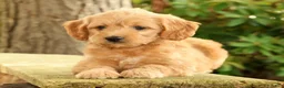 Mini Goldendoodle dogs for sale: Maizey - Ad 1