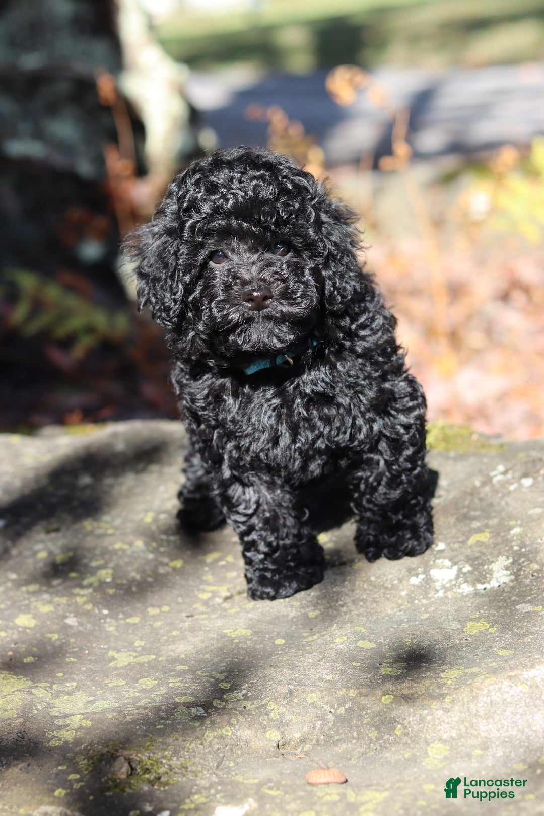 Miniature Poodle dogs for sale: Axel - Ad 8