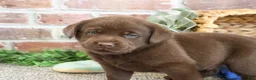 Labrador Retriever dogs for sale: Scott - Ad 3