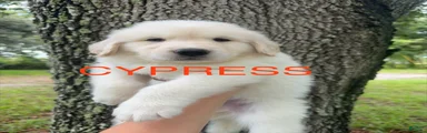 Cypress
