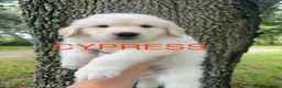 Mixed Breed dogs for sale: Cypress - Ad 1