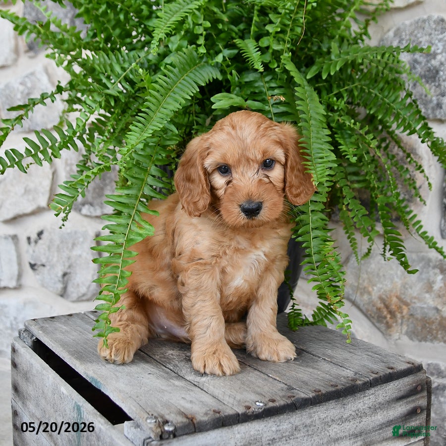 Mini Goldendoodle dogs Duke - Ad 1