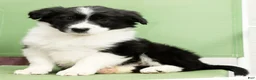 Border Collie dogs for sale: Denver - Ad 8