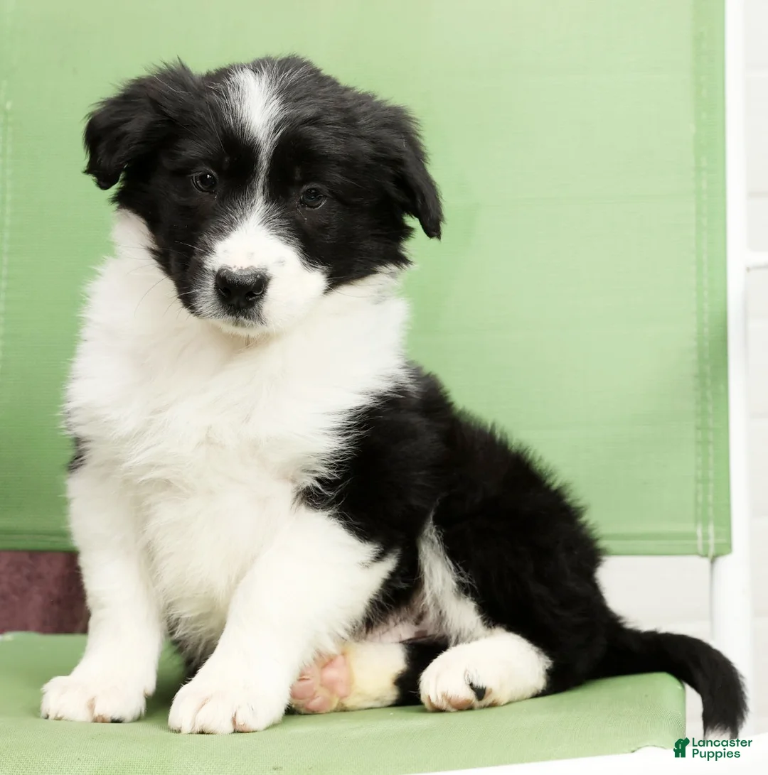 Border Collie dogs for sale: Denver - Ad 8