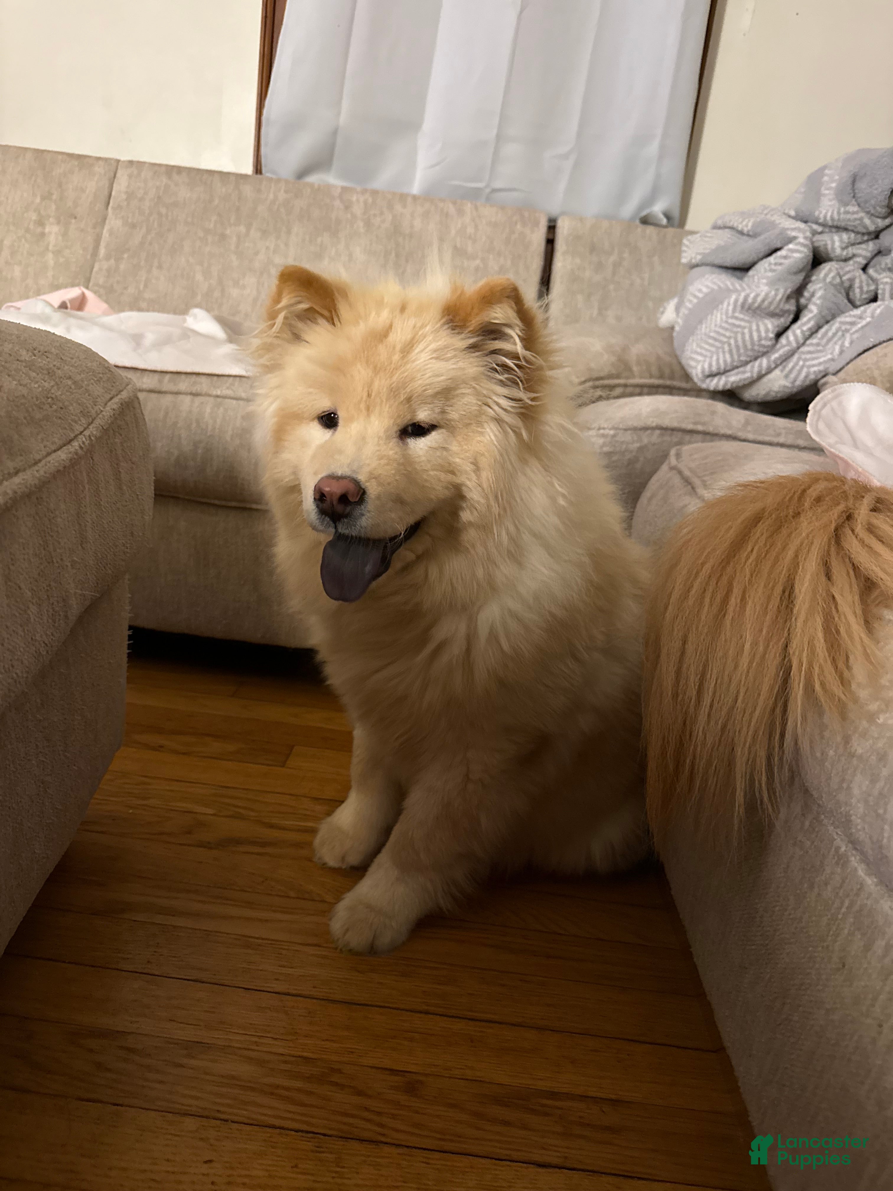 Chow Chow dogs Chow Chow  - Ad 9