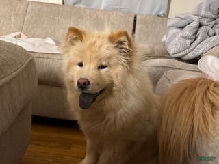 Chow Chow dogs Chow Chow - Ad 9