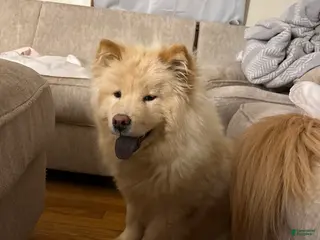 Chow Chow dogs Chow Chow - Ad 8