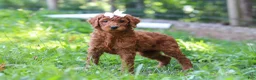Standard Poodle dogs for sale: Aleah AKC - Ad 3