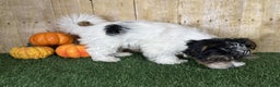 Mixed Breed dogs for sale: Dottie - Ad 6