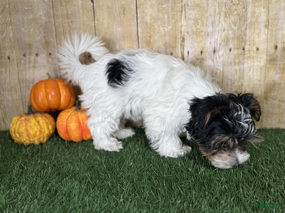 Mixed Breed dogs for sale: Dottie - Ad 6