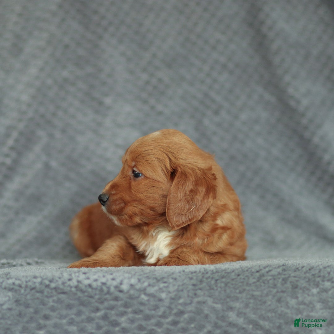 Mini Goldendoodle dogs for sale: Rex - Ad 3