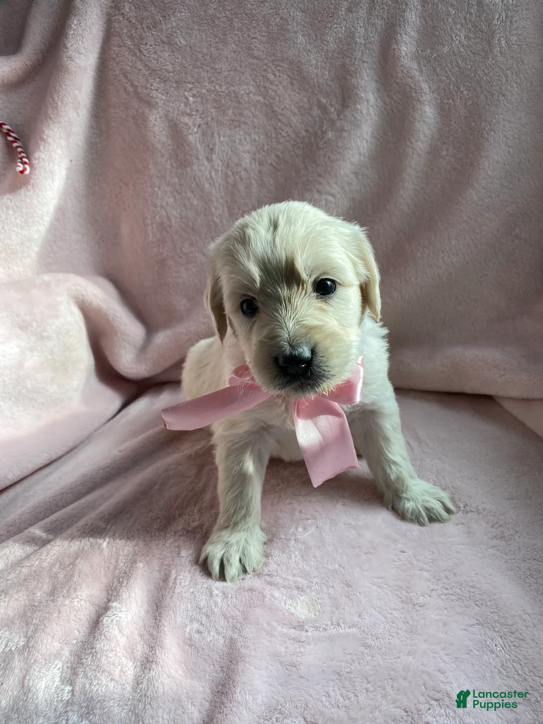 Mixed Breed dogs for sale: Ruby  - Ad 2