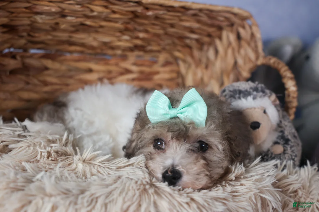 Bichpoo dogs for sale: Sunshine - Ad 9