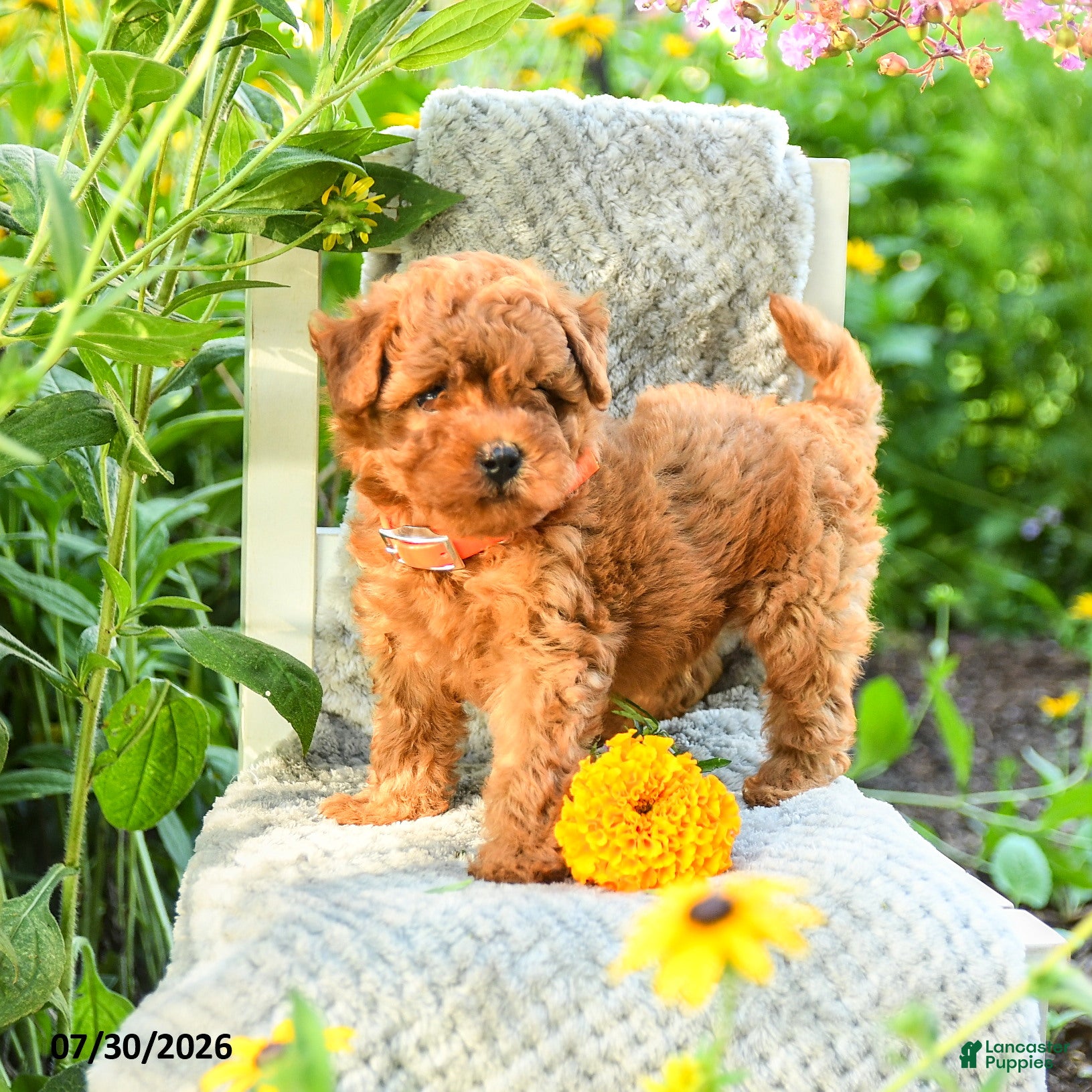 Maltipoo dogs Marigold - Ad 2