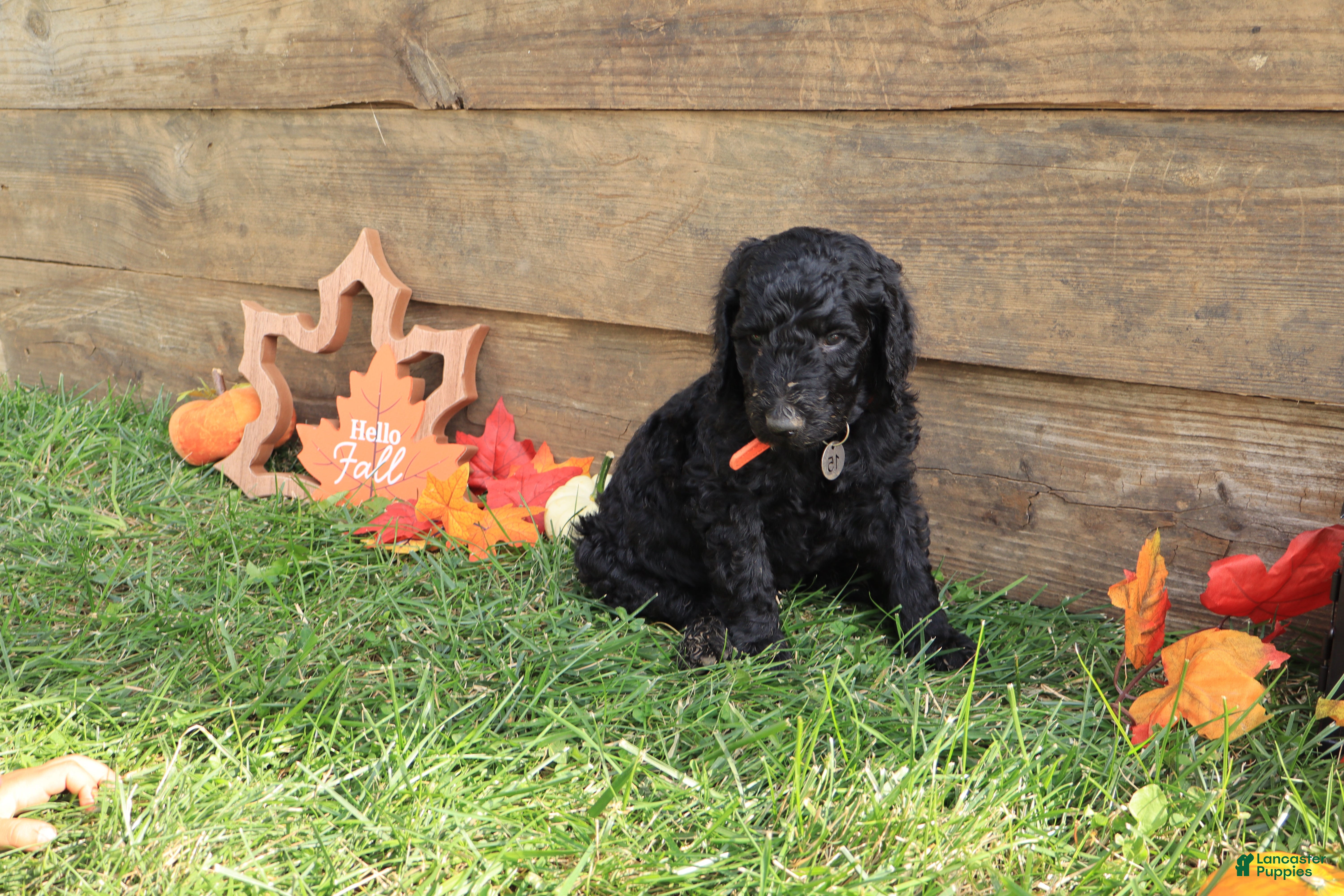 Standard Poodle dogs Luke - Ad 2