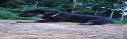 German Shepherd dogs for sale: German Shepherd 2 Tar - Ad 6