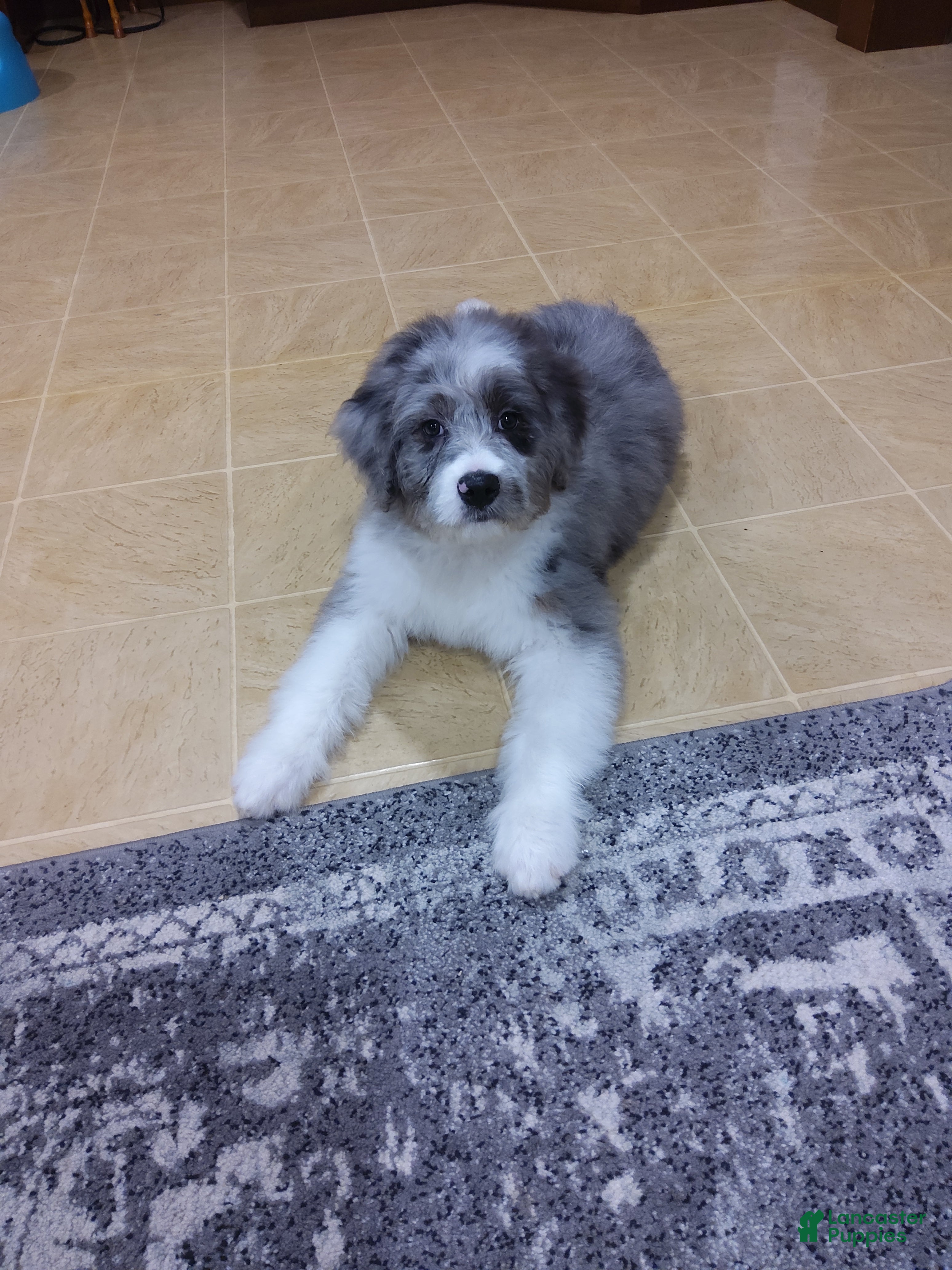 Aussiedoodle dogs Danay - Ad 6