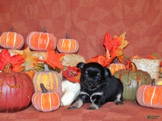 Chihuahua dogs Mira - Ad 16