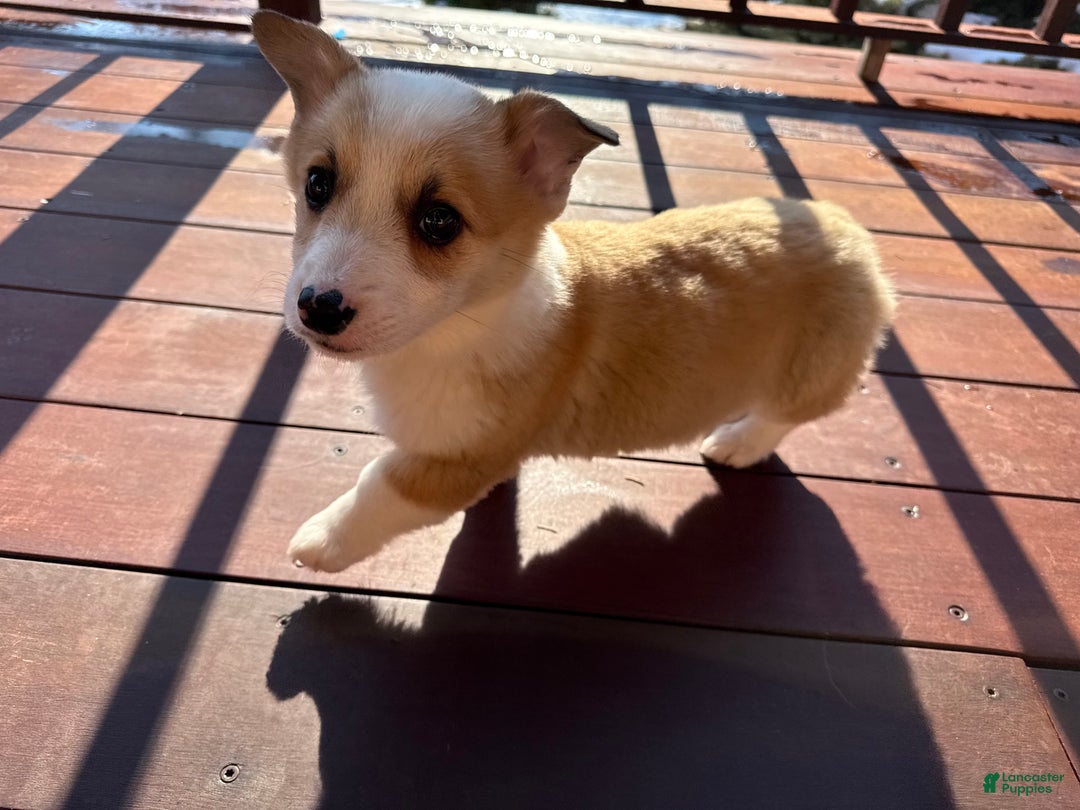 Welsh Corgi Pembroke dogs for sale: Tucker - Ad 15