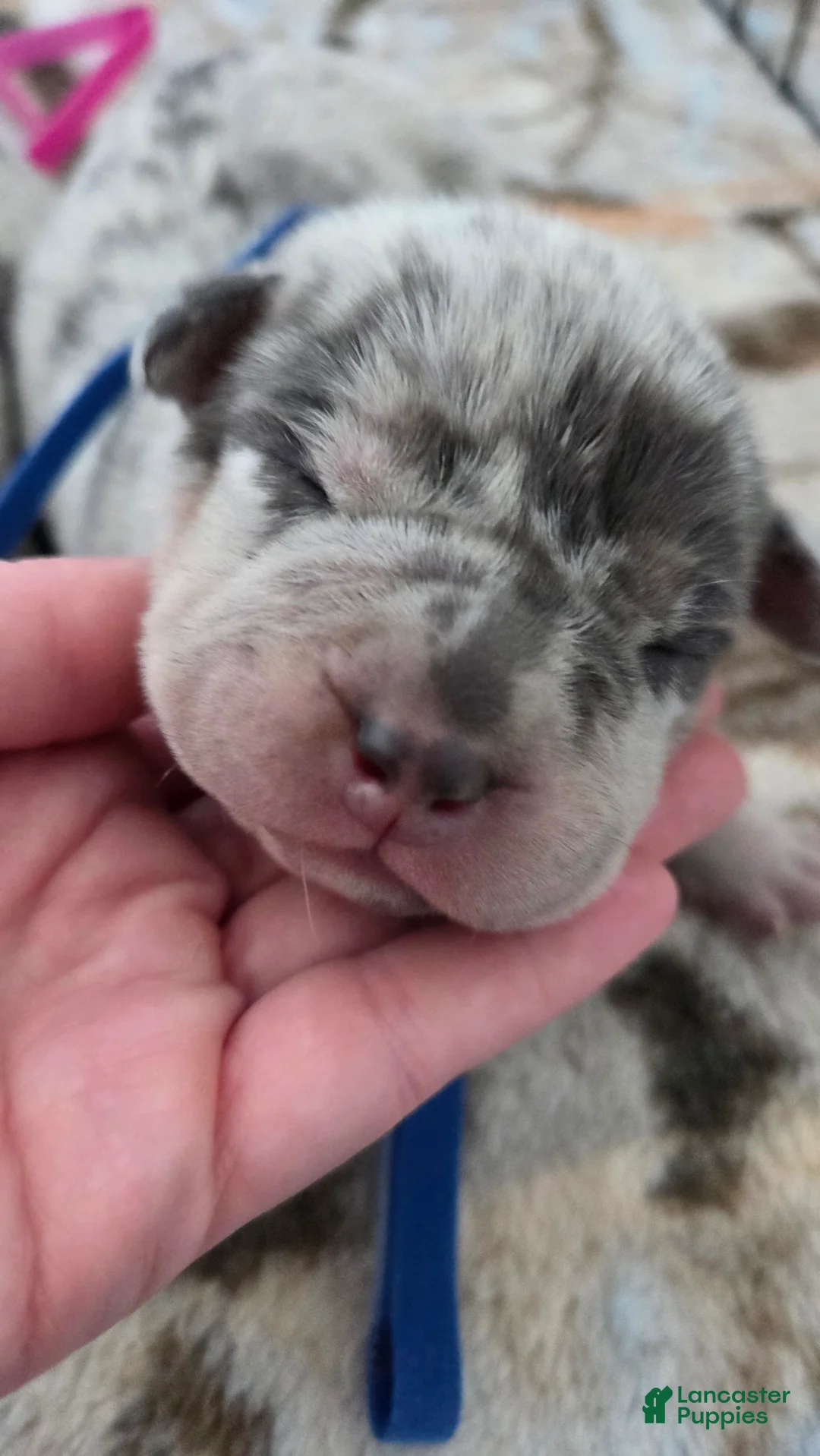 American Bulldog dogs for sale: Blue Merle Male (Blue) - Ad 2