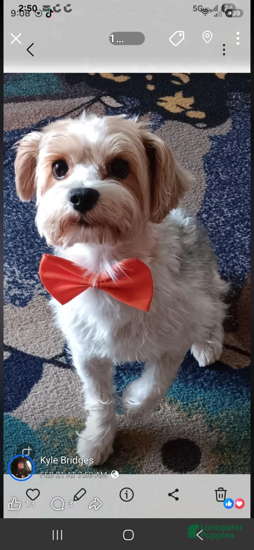 Yorkshire Terrier dogs for sale: Yorkshire Terrier 2 - Ad 2