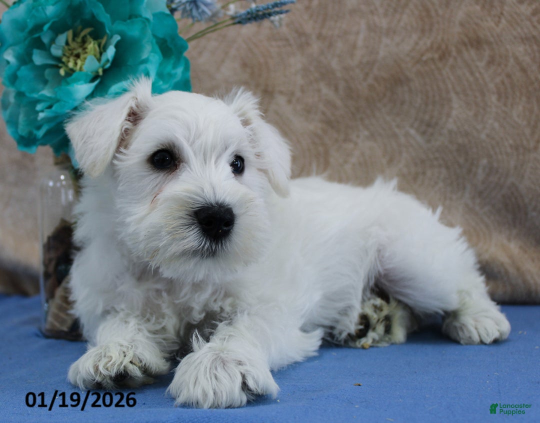 Miniature Schnauzer dogs for sale: Queenie - Ad 2
