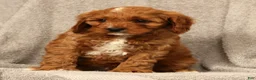 Cavapoo dogs for sale: Benny - Ad 6