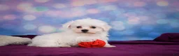 Maltese dogs for sale: ROSIE - Ad 3